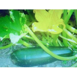 20 Graines De Courgette Verte Bio