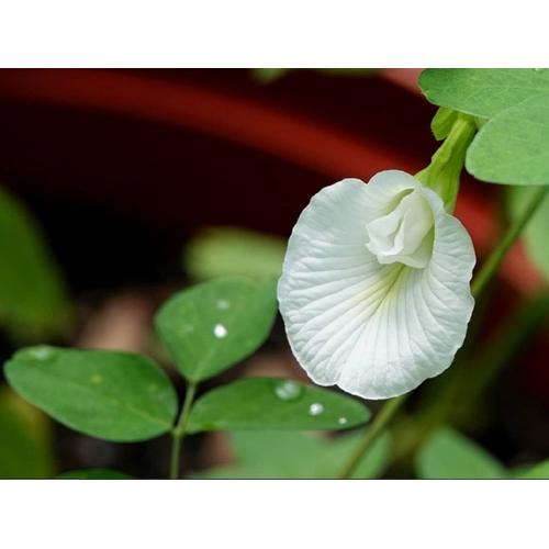 Clitoria Ternatea Alba . Pois Blanc