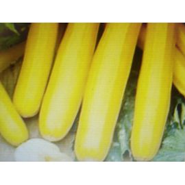 10 Graines De Courgette Jaune Aurelia