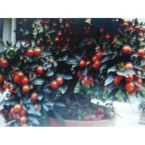 20 Graines De Pommier D 'amour ,Cerisier De Jérusalem , Solanum Pseudocapsicum