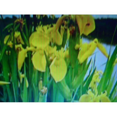 10 Graine Iris Des Marais Jaune