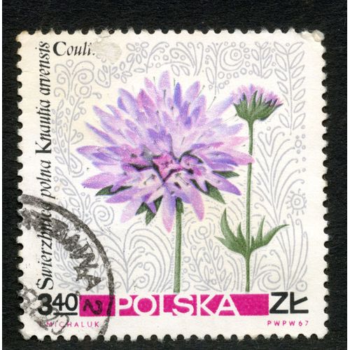 Timbre Oblitéré Polska, Swierzbnica Polna, Knautia Arvensis, 1967, 3.40 Zl