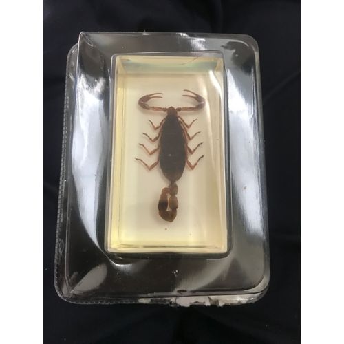 Collection Insectes Et Autres Bestioles : Le Scorpion