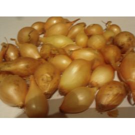 20 Oignons/Bulbilles De Semence Bio Jaune Varieté Sturon