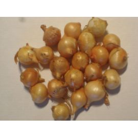 20 Oignons/Bulbilles De Semence Bio Jaune Variété Paille Des Vertus