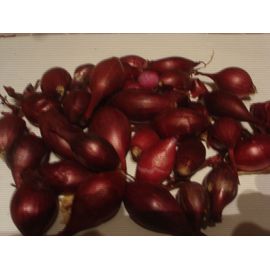20 Oignons/Bulbilles De Semence Bio Rouge Variété Red Baron