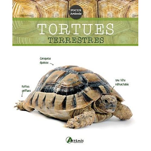 Tortues Terrestres