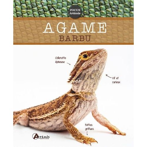 Agame Barbu