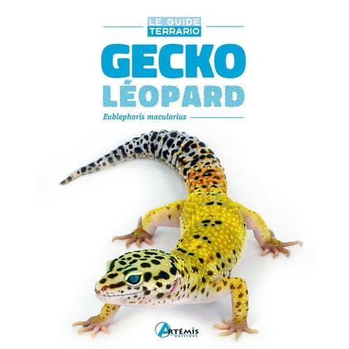 Gecko Léopard - Eublepharis Macularius