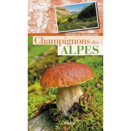 Champignons Des Alpes