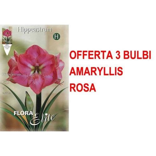 Offerta 3 Bulbi Amaryllis Rosa Rosa