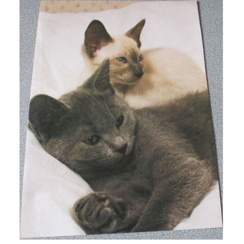 Belle image décorative avec les portraits de beaux chatons de race couchés l'un contre l'autre (peut être des chats burmese)-simple Feuille de papier 21x30cm-pour collection de chats ou plaisir image