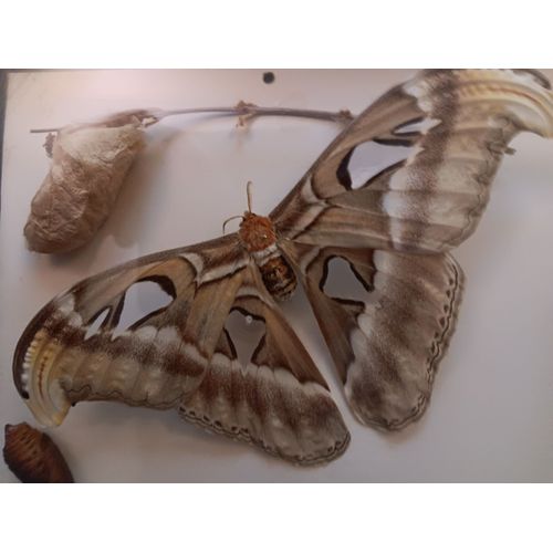 Papillon Attacus Atlas naturalisé