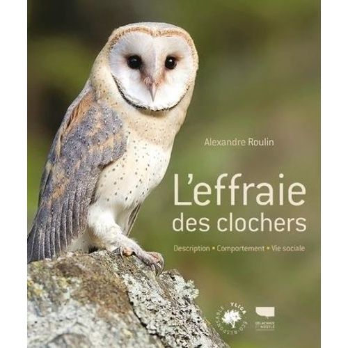 L'effraie Des Clochers - Description, Comportement, Vie Sociale