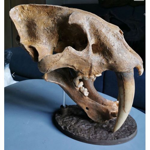 Reproduction Fossile Crane Tigre Dent Sabre Smilodon Sabertooth Tiger