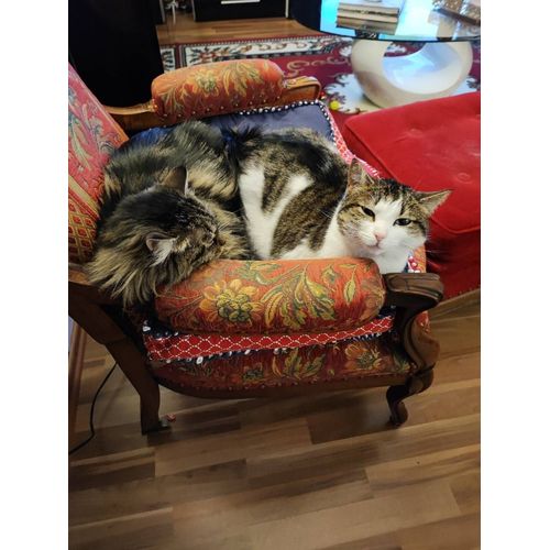 Fauteuil Voltaire
