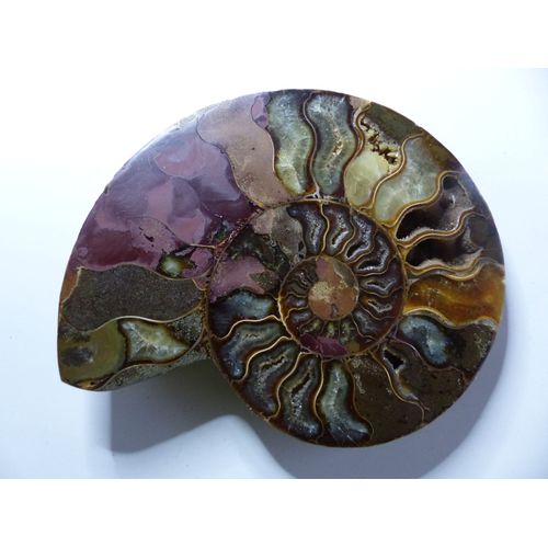 Grande Tranche D Amonite Fossillisee Lg 16 Cm