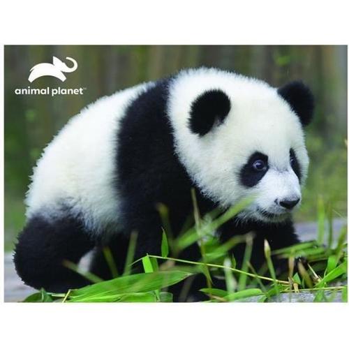 Puzzle 3d Panda Animal Planet - Mercier - 63 Pièces - Animaux - Enfant - Intérieur