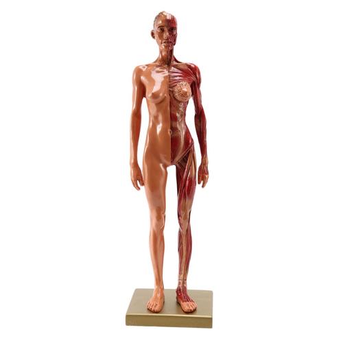 1 Pièces 30 Cm Sculpteur Corps Humain Modèle Anatomique Cg Muscle Squelette Peinture Sculpture Enseignement Femmes