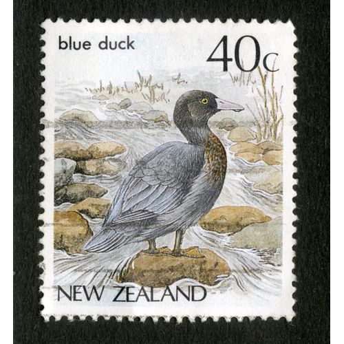 Timbre Oblitéré New Zealand, Blue Duck, 40 C