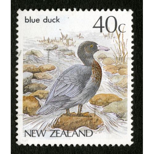 Timbre Oblitéré New Zealand, Blue Duck, 40 C