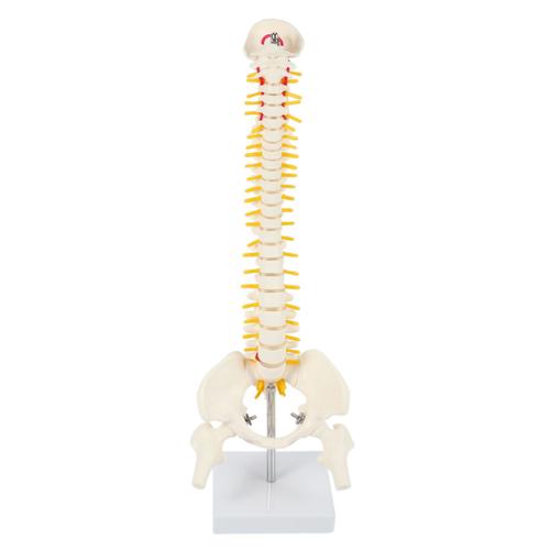 45cm Modèle De Squelette D'humains De Modèle Lombaire Flexible De Colonne Vertébrale D'adulte De 1: 1 Avec Le Modèle De Bassin De Disque Rachidien Utilisé Pour Le Massage, Yoga