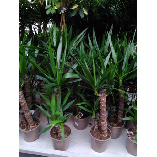 Plante Verte Yucca 2 Troncs Pot De 17 Cm Hauteur 70 Cm