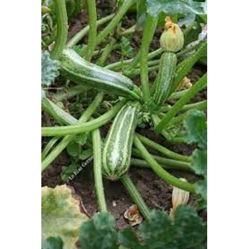 Courgette Verte D'italie Non Coureuse, 10 Graines