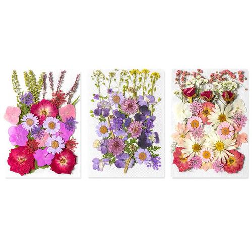Paquet de 3 Fleurs PresséEs SéChéEs, Fleurs PresséEs ColoréEs Naturelles pour L'Artisanat, VéRitables Fleurs SèChes, Ensemble de Feuilles de Fleurs SéChéEs