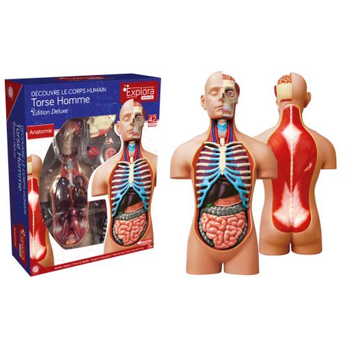 Permanent Mixte Bte/Explora Anatomie Torse Humain
