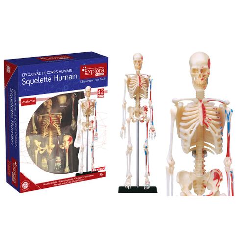 Permanent Mixte Bte/Explora Anatomie Squelette - No