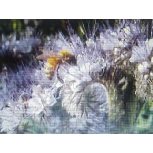 10000 Graines De Phacelie. (Phacelia Tanacetifolia) Engrais Vert