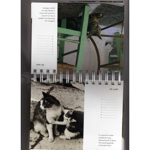 Amours De Chats