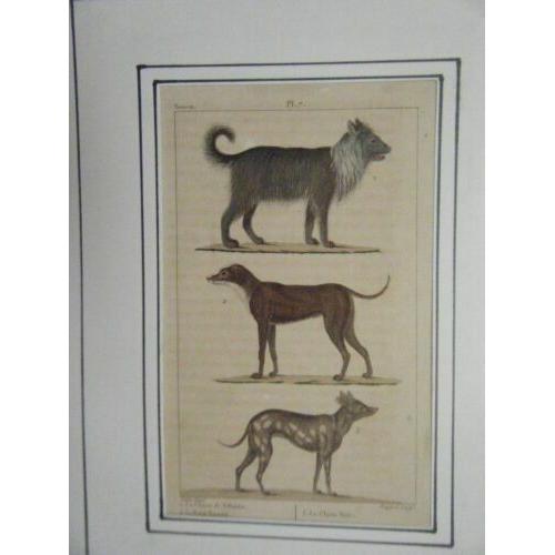 Gravure Aquarellee 19ème Chiens De Siberie Petit Danois Chien Turc