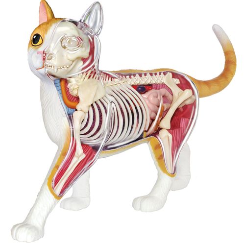 Mgm Bte/Explora Zoologie Chat Rouge  - Apd 8 Ans - Notice