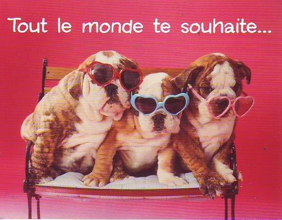 Anniversaire Chien Tout Le Monde Te Souhaite Carte Postale A 2 Volets 19cm Par 15 Cm Rakuten