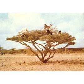 Djibouti, Chèvres Sur Épineux
