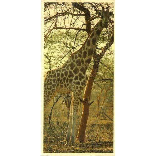 Afrique Girafe