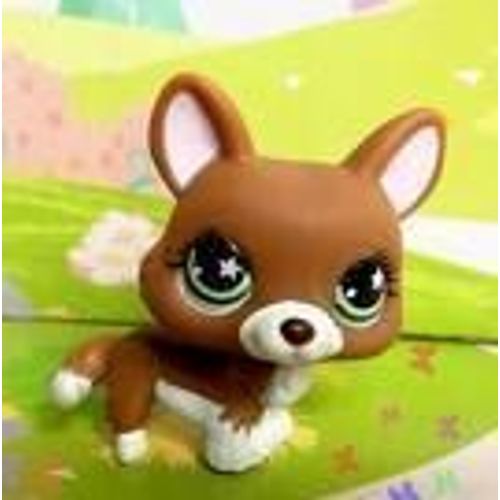 Petshop 897  Renard