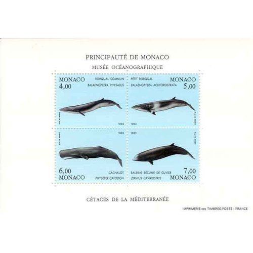 Monaco Musée Océanographique : Cetaces De La Mediterannee