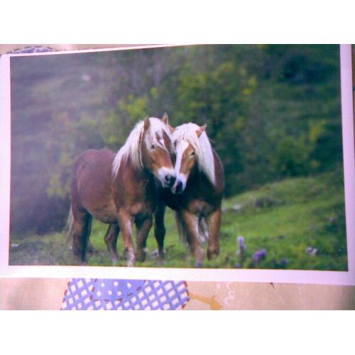 2 Chevaux Haflinger