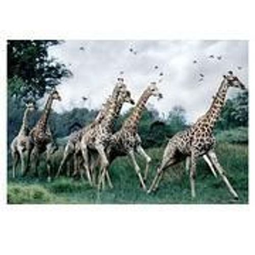 Puzzle 1500 Pièces Les Girafes