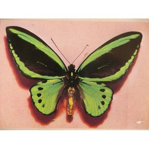 Papilio Priamus Hebucaca Publicite Thioncycline