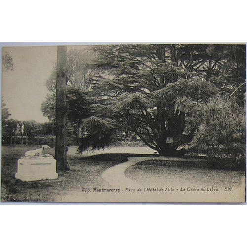 Carte Postale Ancienne - Montmorency - Le Cèdre Du Liban