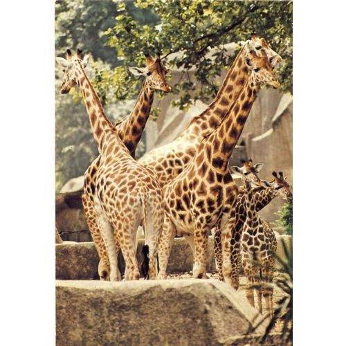Paris, Parc Zoologique De Vincennes, Museum D'histoire Naturelle : Girafe, Afrique