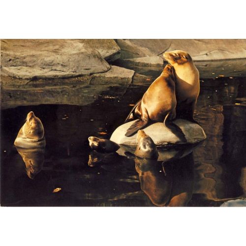 Paris, Parc Zoologique De Vincennes, Museum D'histoire Naturelle : Otaries De Californie, Amérique Du Nord