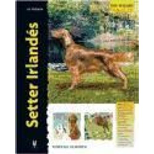 Setter Irlandés