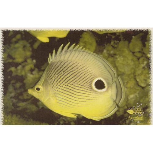 Aquabulle Poisson Papillon