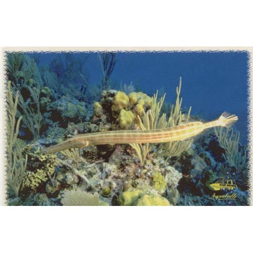 Aquabulle Martinique Poisson Trompette