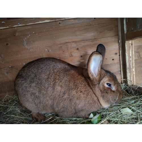 Lapin Mâle Âgé De 6 Mois Très Bien Portant